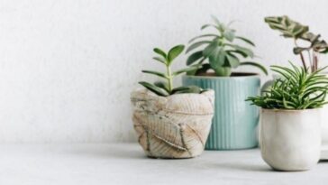 plantas mais resistentes para ter em casa