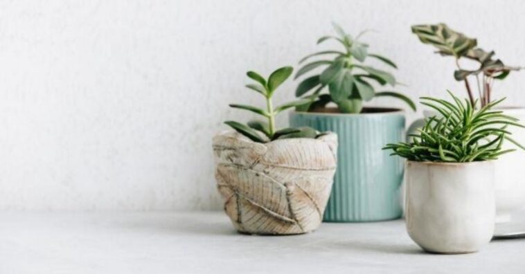 plantas mais resistentes para ter em casa