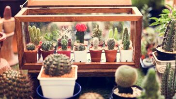 plantas para ambientes fechados