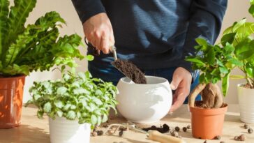 plantas para regar uma vez ao mes