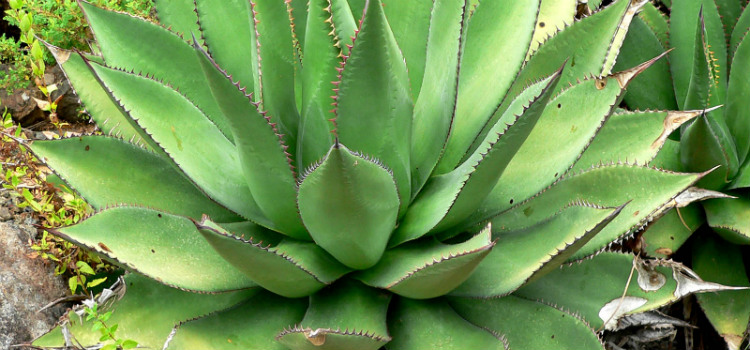 plantas que dão azar agave