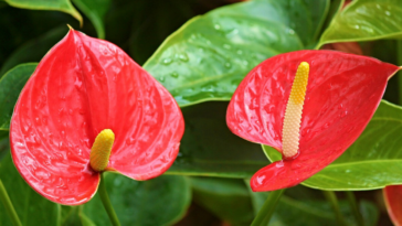 plantas que precisam de poucos cuidados