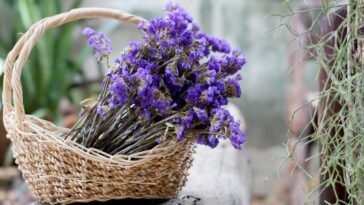 plantas que trazem benefícios