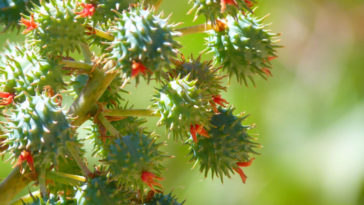 plantas venenosas