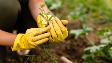 vinagre nas plantas