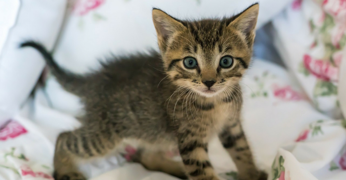 Por que gato tem medo de pepino? Descubra a verdade