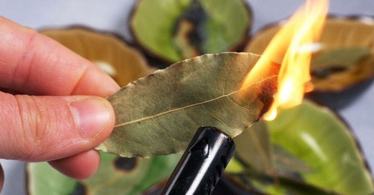 Benefícios em queimar folha de louro