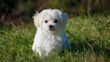 raças de cachorro peludo