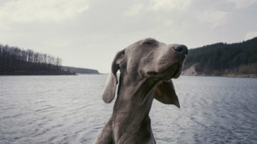 raças de cachorros grandes