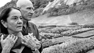 sebastião salgado e esposa replantam floresta