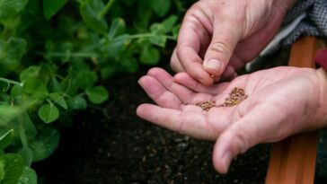 sementes recebidas sem pedido podem estar contaminadas