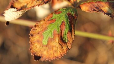 folha seca sinais de que há algo errado planta