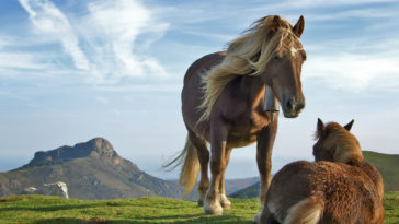 sonhar com cavalo