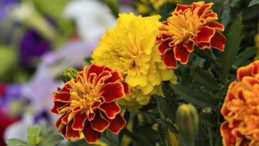 flores tagetes como cuidar