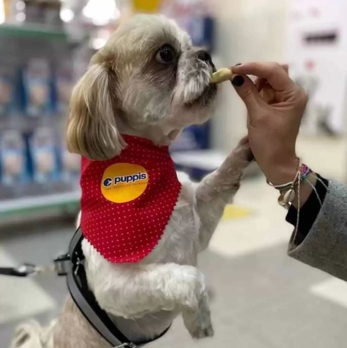 Taxista adotou cão