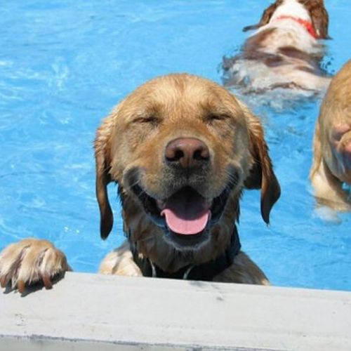 ter um cachorro na piscina de casa