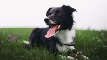 tipo de alimento para cães