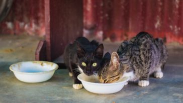 tipo de alimento para gatos