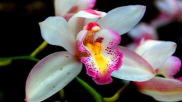 orquídeas raras