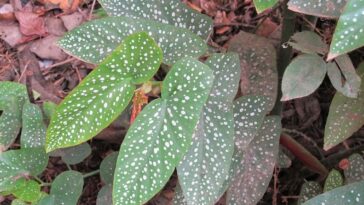 como cuidar da begonia maculata