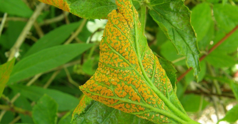 como tratar ferrugem nas plantas