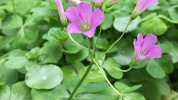 trevo azedo com flor rosa